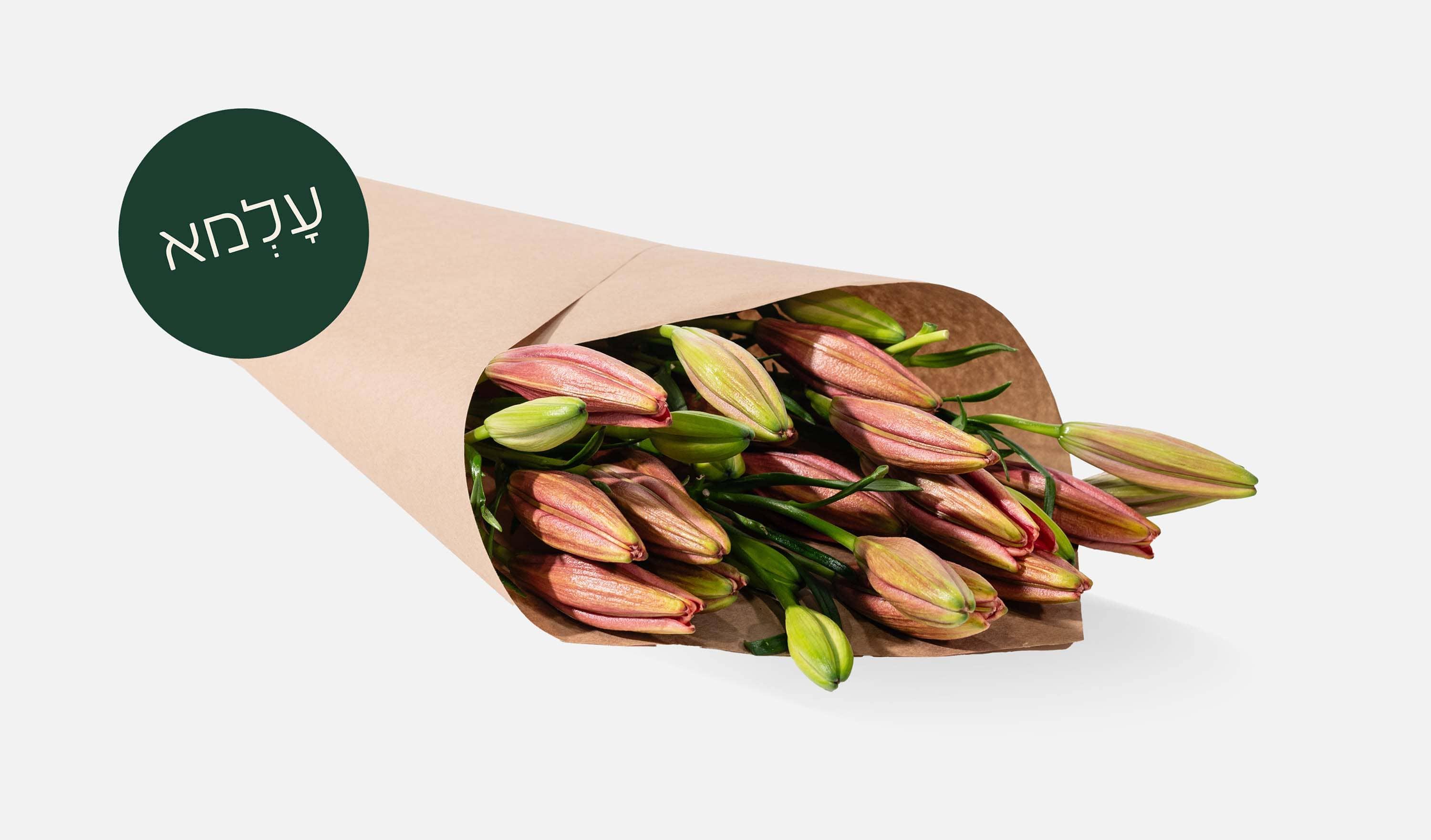 עלמא פרחים • באנצים