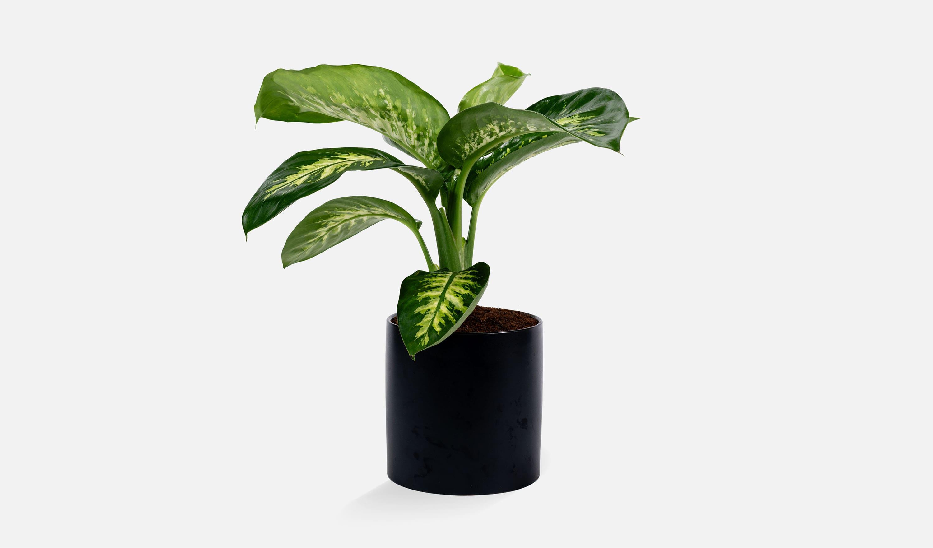 עציצים-מגוון-רחב-של-עציצים